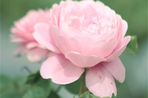 明年连续4个月无法定节假日，工作与生活的微妙平衡