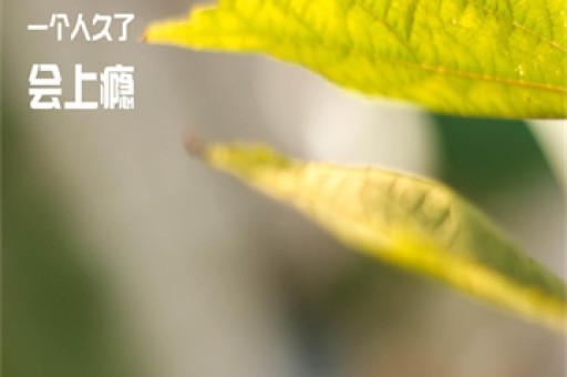 直面真相，董袭莹事件中的责任与勇气